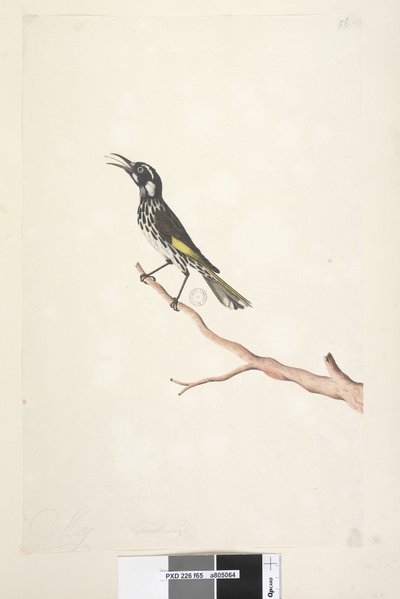 65ページ。5月、自然なサイズの黄色い翼のあるNuthatch Meliornis new、オランダ、1791-92 作： Unknown artist