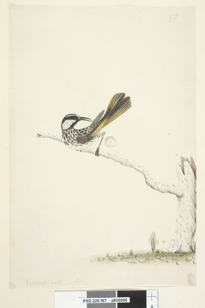 67ページ。自然なサイズ、ジューンホワイト、チークミツスイPhylidonyris nigra、1791-92 作： Unknown artist
