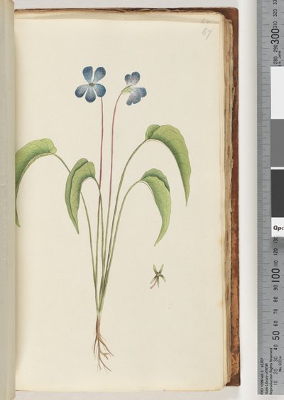 67ページ。正体不明の植物 作： Unknown artist