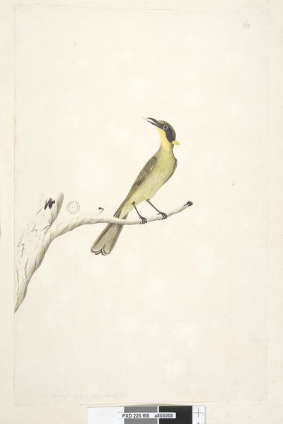 ページ69。自然なサイズ。アイリス疑わしい黄色、房状のミツスイLichenostomus melanops、1791-92 作： Unknown artist