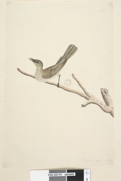 70ページ。自然なサイズ。 8月コバシミツスイLichenostomusfuscus、1791-92 作： Unknown artist