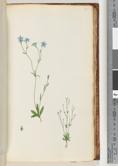 71ページ。正体不明の植物 作： Unknown artist