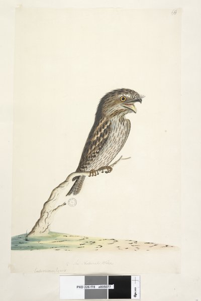 78ページ。カプリマルガス。別の手で中央下に自然なサイズの1 - 2Tawny Frogmouth Podargus strigoides、1791-92 作： Unknown artist