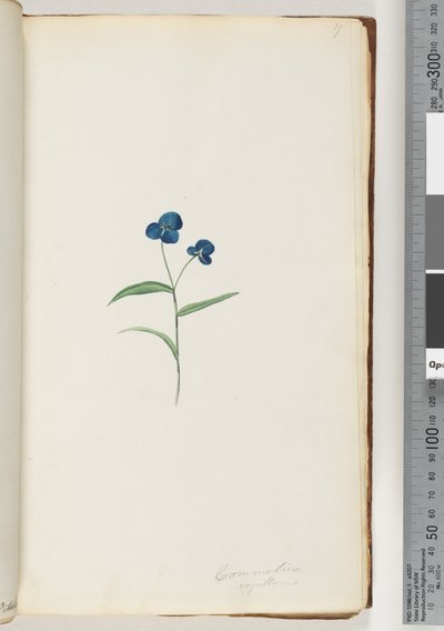 ページ7。Commelinacapillaris 作： Unknown artist