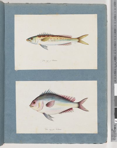 ページ7。正体不明の魚。 8.正体不明の魚 作： Unknown artist