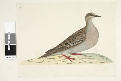 82ページ。ブロンズウィング。別の手で中央下に自然なサイズニジハバトPhapschalcoptera、1791-92 作： Unknown artist