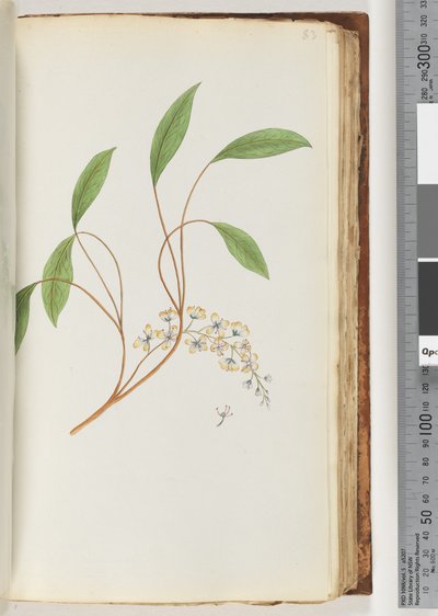 83ページ。正体不明の植物 作： Unknown artist