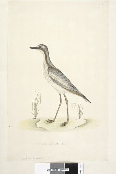 85ページ。イシチドリ。別の手で中央下部にある自然なサイズのサザンストーン、Curlew Burhinus magnirostris、1791-92 作： Unknown artist