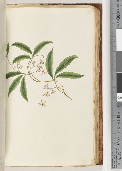 86ページ。正体不明の植物 作： Unknown artist