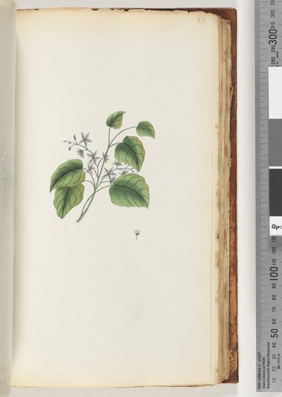 88ページ。正体不明の植物 作： Unknown artist