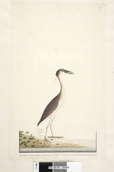 Page 89. Ardea ..？.. Nankeen Night、Heron Nycticorax caledonicus、1791-92 作： Unknown artist