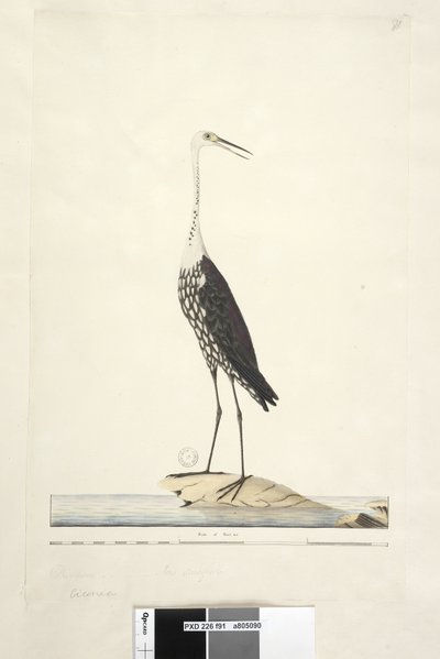 91ページ。コウノトリ。別の手でタイトルの上12月、アイリス疑わしい白、首のヘロンArdea pacifica Notophoyx pacifica、1791-92 作： Unknown artist