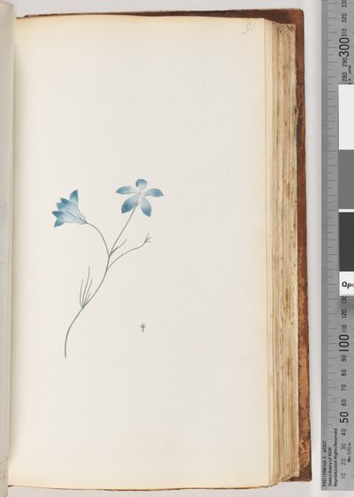 91ページ。正体不明の植物 作： Unknown artist