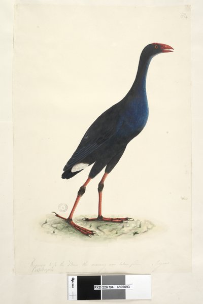 94ページ。ポルフィリオ。別の手で下端に沿って描画が取得された鳥の1-2に減少しました。 8月セイケイ編Porphyrioporphyrio Porphyrio melanotus、1791-92 作： Unknown artist