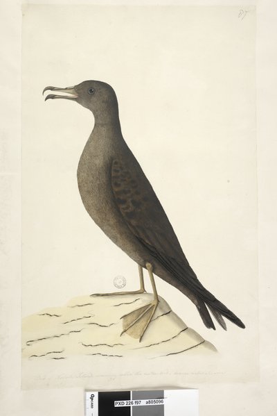 97ページ。一般にマトン鳥と呼ばれるノーフォーク島の鳥、描かれた自然なサイズのウェッジ、尾のあるミズナギドリPuffinis Pacificus、1791-92 作： Unknown artist