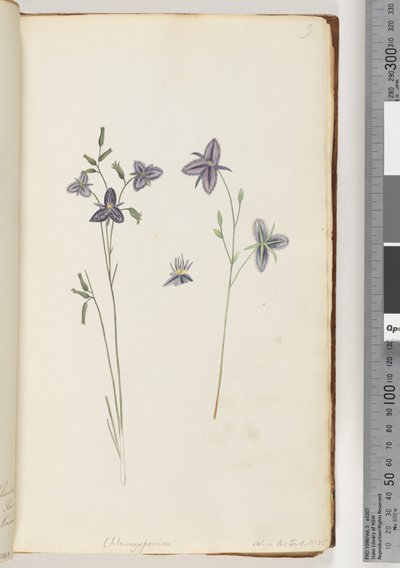 ページ9。ChlamysporumSal。パーロンドで。番号。 35 作： Unknown artist