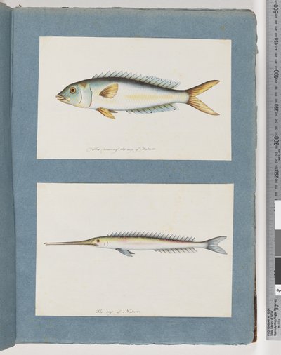 9ページ。正体不明の魚。 10.正体不明の魚 作： Unknown artist
