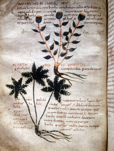 Apulee（Lucius Apuleius）（約125-180）の写本のページ、"De viribus herbarum"、8または9世紀。ルッカ、政府図書館。 作： Unknown artist