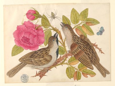 蝶とクモとバラの茎に茶色の鳥のペア 作： Unknown artist
