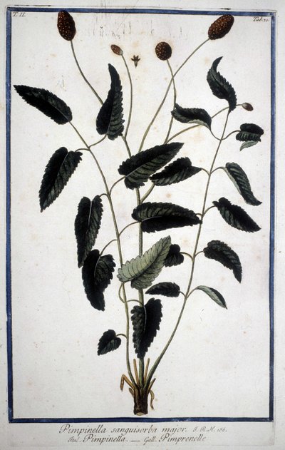 Pimprenelle: Pimpinella Sanguisorba major. 作： Unknown artist