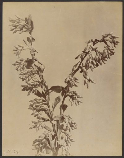 [サヤの房がある植物]。 作： Unknown artist
