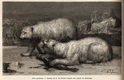 氷山の上で、捕まえたばかりのアザラシを叩くホッキョクグマたち。1860年から1862年にかけてアメリカ海軍の外科医ヘイズ博士が行った北極圏の自由海への航海を描いたもので、「Le tour du monde, nouveau journal des voyag」に掲載されている。 作： Unknown artist