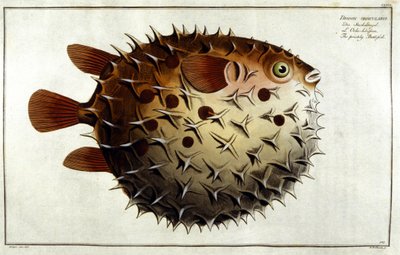 Marc Elieser Bloch Ichtyologie Paris - Berlin - London 1787年に描かれたヤマアラシの魚。 作： Unknown artist