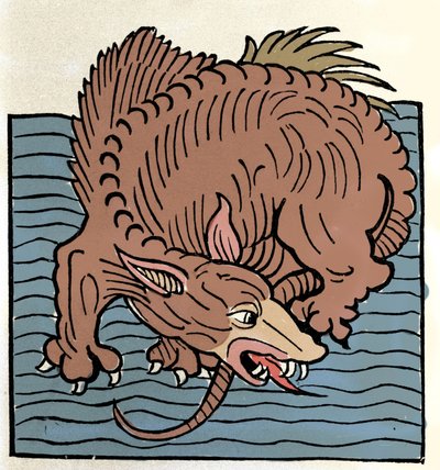 海の怪物を表現したもの。"Hortus Sanitatis "より引用 作： Unknown artist