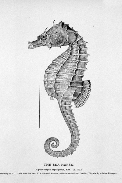 タツノオトシゴ（Hippocampus heptagonis）の表現。19世紀の自然史板。 作： Unknown artist