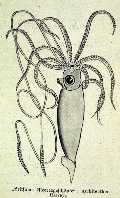 ダイオウイカ（Architeuthis Harveyi）を表現したもの。 作： Unknown artist
