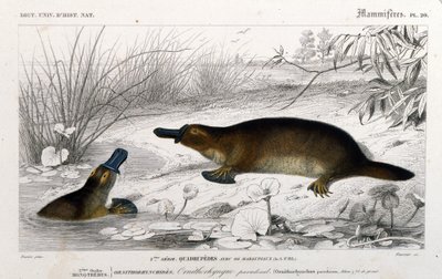 Ornithorynch (Ornithorhynchus paradoxus, Blum.)の表現。C. D