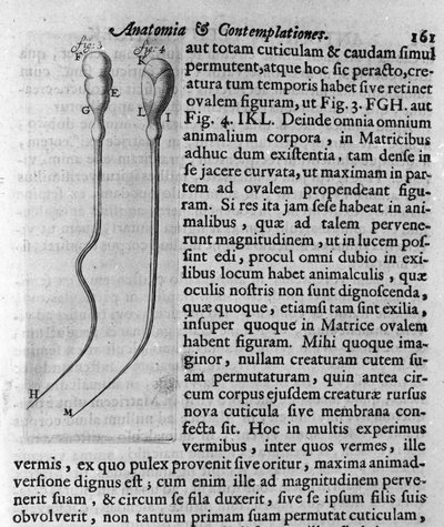 犬の精子の表現 オランダの貿易商で科学者のAntoine van Leeuwenhoek (or Leeuvenhoek Leeuwenhoeck) (or Antoni or Anthonie) (1632-1723)が作成した説明書。1722年「Investigatio Arcanorum」からのエングレーヴィング 作： Unknown artist