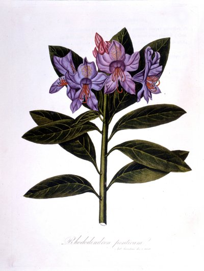 Rhododendron（Rhododendrum pontium）。 作： Unknown artist