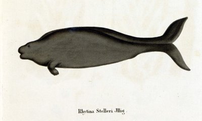Rhytina Stelleriは海牛Stellerとも呼ばれ、18世紀には標本が消滅している。 作： Unknown artist
