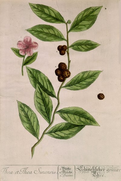 Sinensis tea plant - botanical board 作： Unknown artist