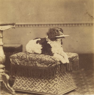 [束を咥えた犬のお座り］ 作： Unknown artist