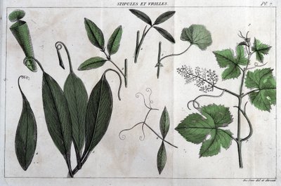 Stipules and tendrils: "Flora Françoise, or a brief description of all plants that grows natural in France, arranged according to a new method of analysis which quotation of their least equivocal virtues in medicine and their usefulness in the world "では、フラ 作： Unknown artist