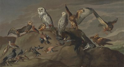鳥の研究 作： Unknown artist