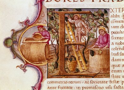 ローマの作家・博物学者である長老プリニウス（西暦23～79年）の「博物誌」の写本の収穫レトリン 15世紀 ヴェネツィア・マルチャーナ図書館 作： Unknown artist