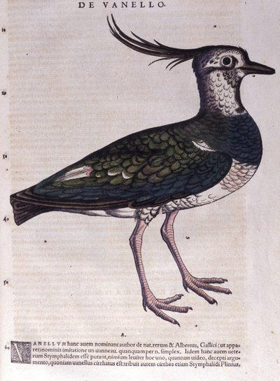 コンラッド・ゲスナー（1516-1565）の『Historia Animalium』に登場するLapwing、Tiguri。 作： Unknown artist