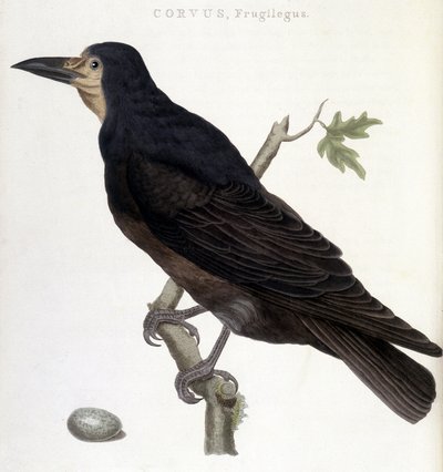ワタリガラス Frugilegus - natural history board 作： Unknown artist