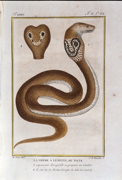 ベゼルバイパー（Naja）。博物学者ビュフォン伯爵ジョルジュ・ルイ・ルクレール（1707～1788）の『ビュフォンの著作』の博物学の裏切りから抜粋したもの。19世紀 作： Unknown artist