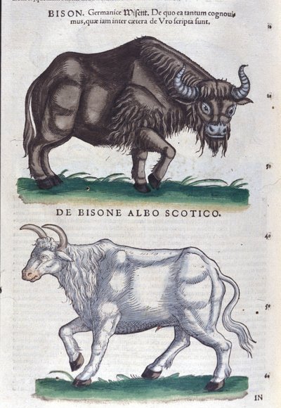 コンラッド・ゲスナー著『Historiae animalium』のバイソンと白バイソン、ティグリ 作： Unknown artist