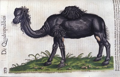 Konrad Gesner著「Historiae animalium」のラクダ、Tiguri 作： Unknown artist