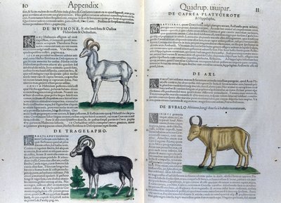 コンラッド・ゲスナー(1516 - 1565)の『Historia Animalium』の四足動物の二重ページ、ティグリ 作： Unknown artist
