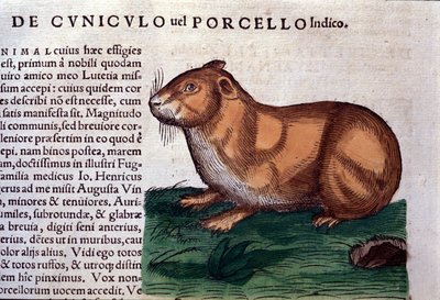 Konrad GesnerによるHistoriae animaliumの後のモルモット、Tiguri 作： Unknown artist