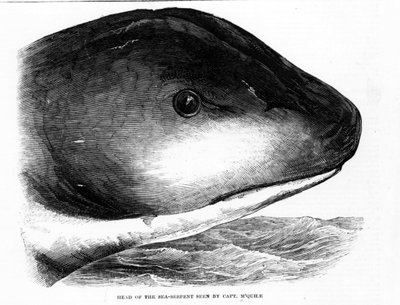 巨大な海蛇の頭部は、1848年にHMSダイダロス号の乗組員によって発見されました。時代のエングレービング。 作： Unknown artist
