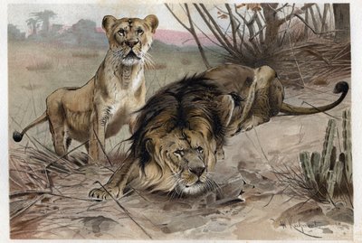 ライオン（Panthera leo） - アルフレッド・エドムンド・ブレム（1829-1884）の「ブレムの動物生活」からの版画 作： Unknown artist