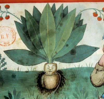 マンドレーク。驚異的な魔力を持つとされる薬用植物。植物の詳細。医食同源のイルミネーション "Tacuinum sanitatis" 作： Unknown artist