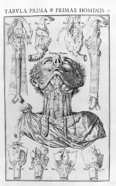 人間の声の器官は、Giovanni Casseri "De vocis auditusque oganis historia anatomica", Ferrara 1601 による。 作： Unknown artist